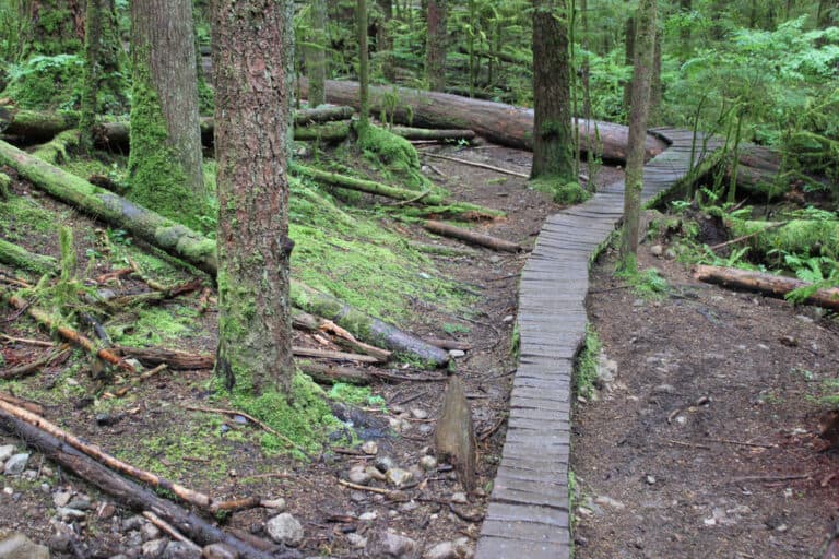 Mountain bike wood trail North Shore Vancouver BC
