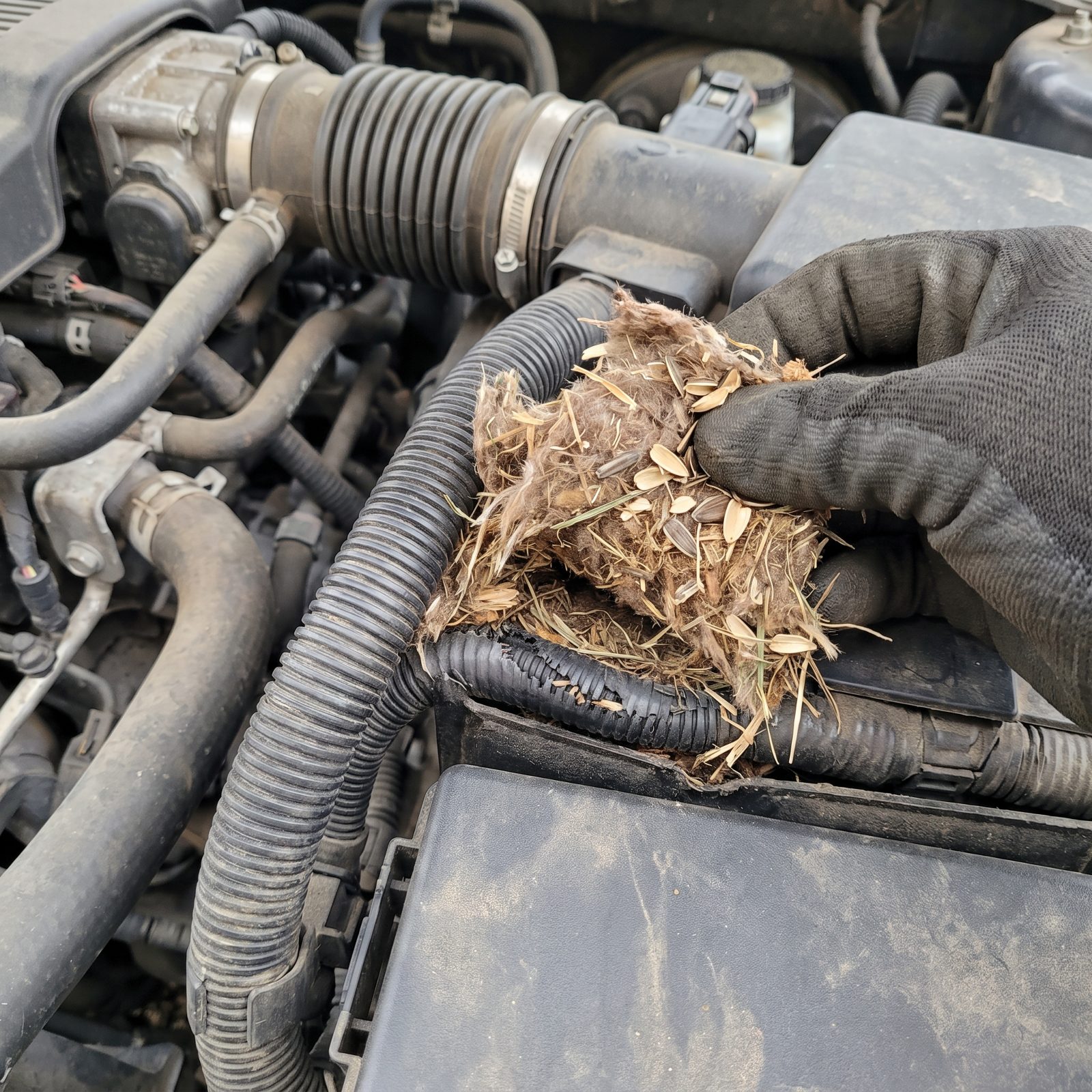 Nesting Material and Seed Shells Under the Hood